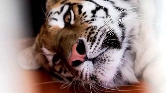 Тигрица не могла родить, но то что произошло через мгновенье не укладывается в голове! смотреть онлайн