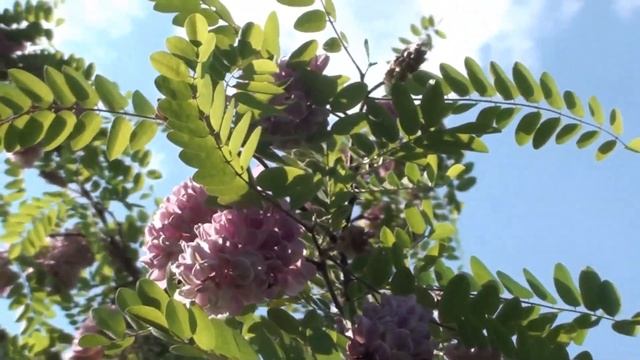 Рожева акація теж гарний медонос. смотреть онлайн