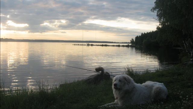 Great Pyrenese Dog!