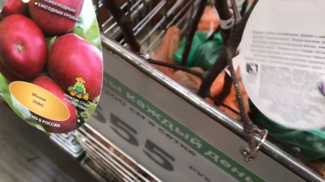 Рассада,Саженцы в Леруа! Сад 2022.