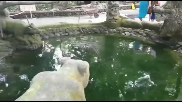Bali .Убуд .Индонезия.Парк обезьян. смотреть онлайн