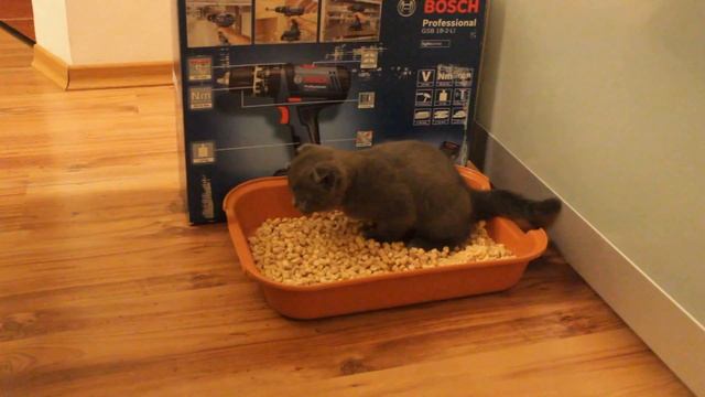 Шотландский котенок и лоток смотреть онлайн