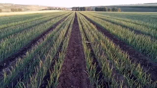 30мая,7-ой полив лука смотреть онлайн