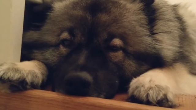 Кеесхонд, Немецкий шпиц. Интеллект, Вопросы и ответы, История смотреть онлайн