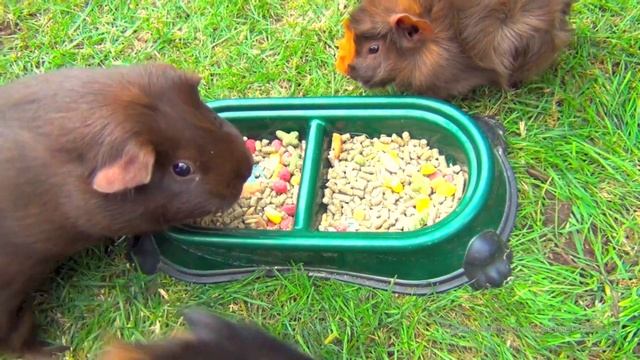 Морские свинки обедают смотреть онлайн