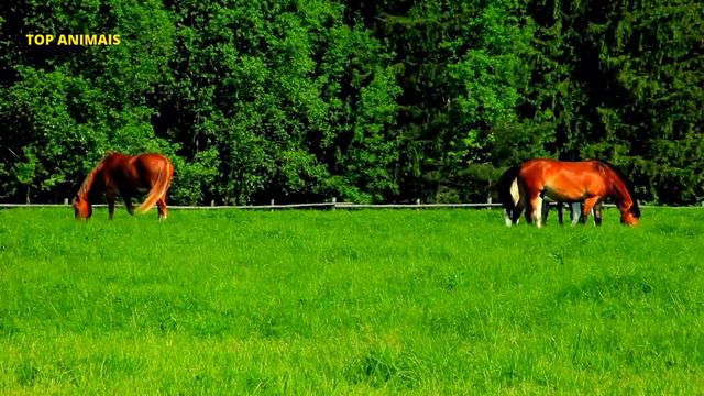 Som dos animais - animais domésticos - animais selvagens смотреть онлайн