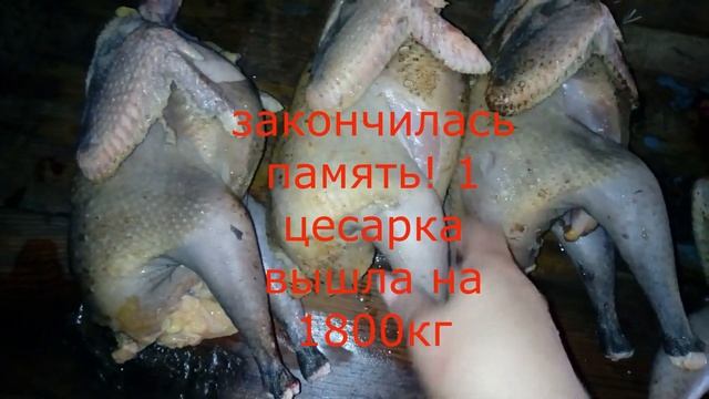 Забой цесарок\Плюсы и минусы содержания цесарок\ смотреть онлайн