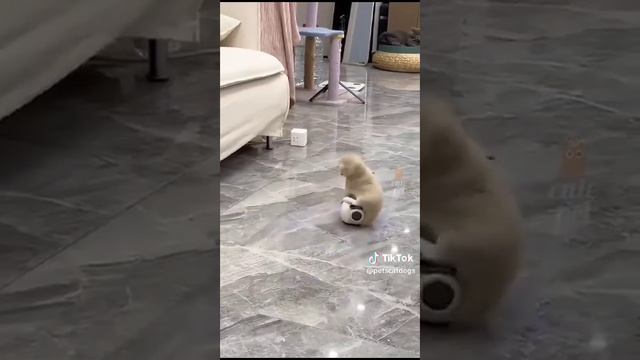 мои смешные животные+ в зоопарке смотреть онлайн
