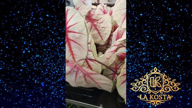 Каладиум Ред Спот смотреть онлайн