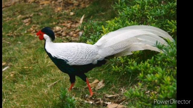 Чем отличаются данные породы (охотничий серебрянный и золотой) фазаны. Краткая биография. смотреть онлайн