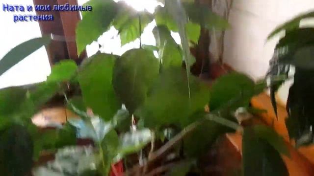 Чем опрыскиваю растения , капризный стефанотис и другие // Ответ на загадку из предыдущего видео смотреть онлайн