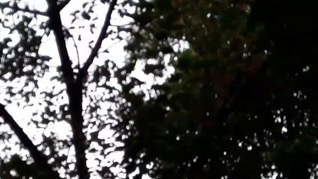 СУПЕР УРОЖАЙ! АБРИКОСОВ смотреть онлайн