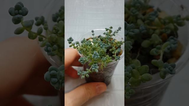 Седум дасифиллюм смотреть онлайн