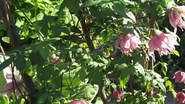 9 мая 2015г Цветение клематиса « Пурпл Дримс» смотреть онлайн