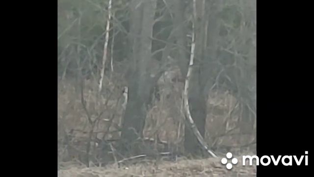 Лоси на дороге смотреть онлайн