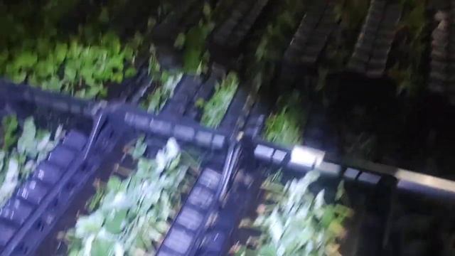 Отправка 10.000 саженцев клубники в Тамбов. смотреть онлайн