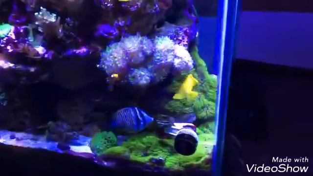 Video #2, Aquário do Amigo #Daniel_Neumann do Grupo #Aqua Help Marinho (Papo) смотреть онлайн