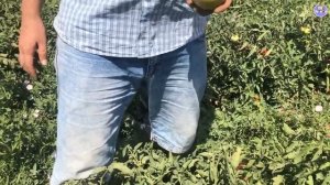 МАНДУР - Сортовой томат, который даст фору гибридам (25-07-2018)