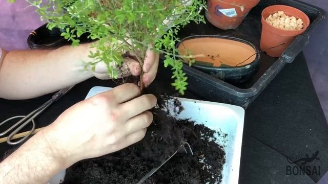 Bonsai Retama. Genista Spachiana