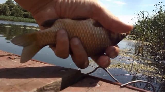 Рыбалка в июле. Бешеный клев смотреть онлайн