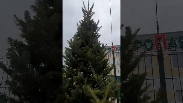 Пихта.Купить пихту в Воронеже #растенияворонеж #пихта #елкавгоршке