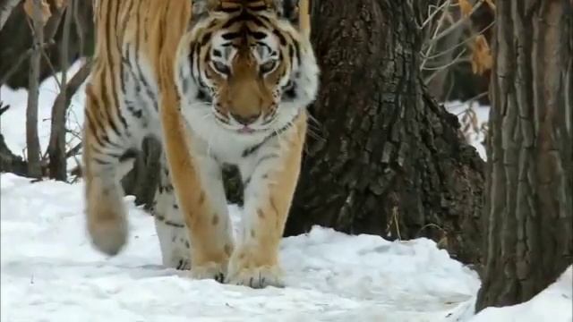 С Новым Годом Тигра! Поздравительная открытка в рифму. смотреть онлайн