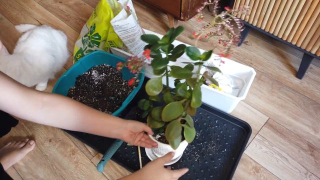 Летний завтрак/ В продуктовом магазине/ Пересаживаю цветы смотреть онлайн