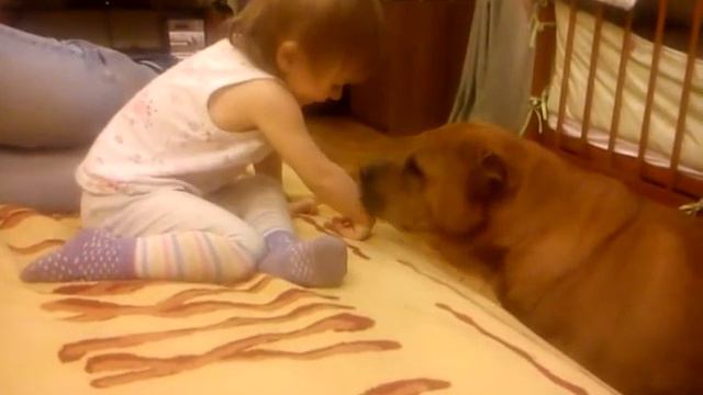 Шарпей и дети смотреть онлайн