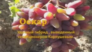 Оскар виноград..