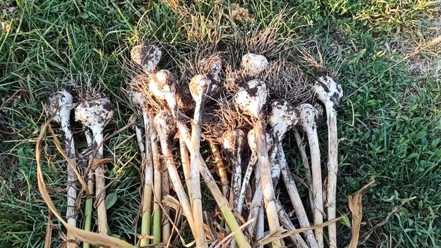 Лук и чеснок. Признаки для начала уборки урожая. Сбор и подготовка к зимнему хранению. смотреть онлайн