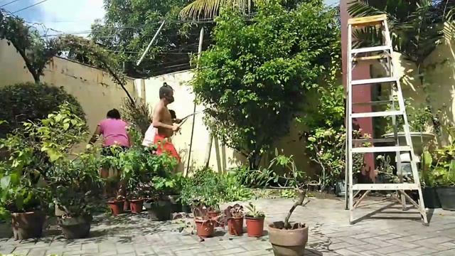 TRIMMING FICUS TREE смотреть онлайн