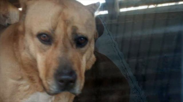 Агрессивного пса хотели усыпить. То, что сделал ветеринар шокировало!