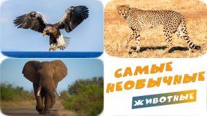 8 Необычных животных - Чемпионы в Животном Мире