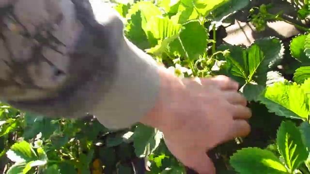 Моя Клубника (06.05.2022). Препарат для увеличения ягоды! смотреть онлайн