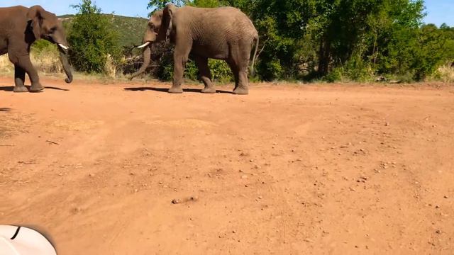 Борьба слонов 1 / African Elephant Fight 1 смотреть онлайн