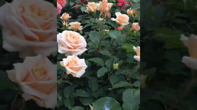 DIFFERENT COLORS OF ROSES IN KEISEI ROSE GARDEN JAPAN смотреть онлайн