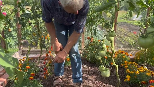 Tomatillos, how they grow and ideas for eating them смотреть онлайн