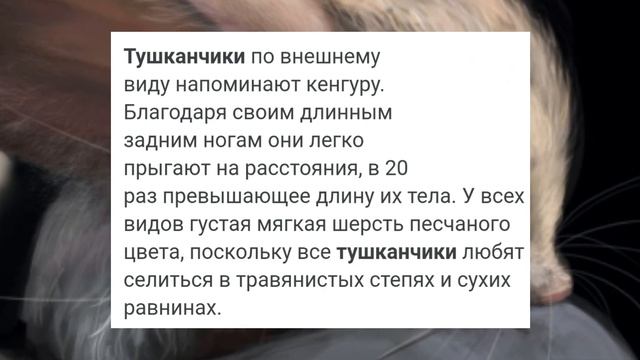 ??Животные пустыни?? Тушканчик. Кратко и ясно | World of Amimals смотреть онлайн