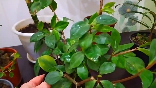 ?КОМНАТНЫЕ РАСТЕНИЯ, КОТОРЫЕ НЕ НУЖНО ЧАСТО ПОЛИВАТЬ?НЕПРИХОТЛИВАЯ НОВИНКА смотреть онлайн