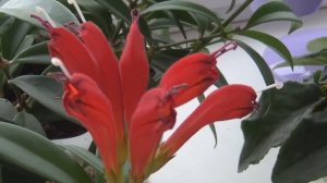 Комнатные ЦВЕТЫ у меня в октябре.