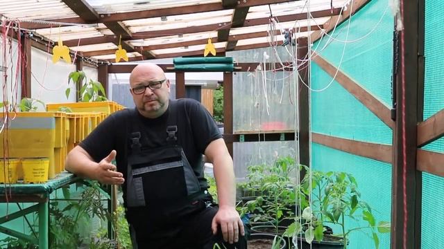 Помидор.Томат.Помидор сажать.Помидор рассада.Огород баварский. смотреть онлайн