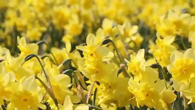 flower bulbs Narcissus Tripartite and Bell Song.avi смотреть онлайн