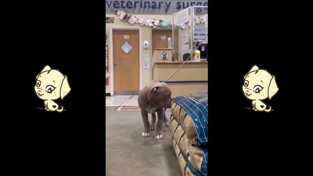 badass dogs of tiktok compilation | We Pets смотреть онлайн