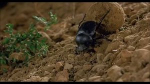 Жук навозник