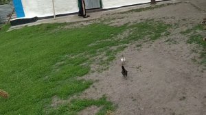 Приключения Любовь Киев в селе 2017 году🌻🌻🌻Воспоминания о лете