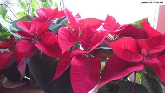 Нужно ли пересаживать купленную ПУАНСЕТТИЮ? смотреть онлайн