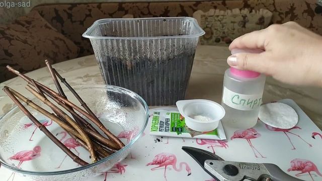 Гортензии. Черенкование весной.