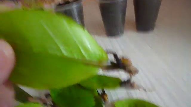 ,Замиокулькас — долларовое дерево//КАК Я РАЗМНОЖАЮ ЗАМИОКУЛЬКАС