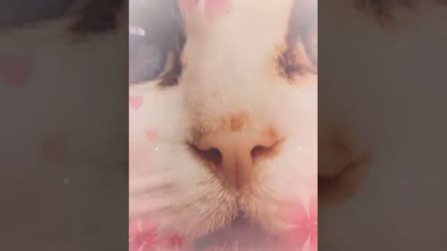 кошки такие разные! (Created with @Magisto) смотреть онлайн