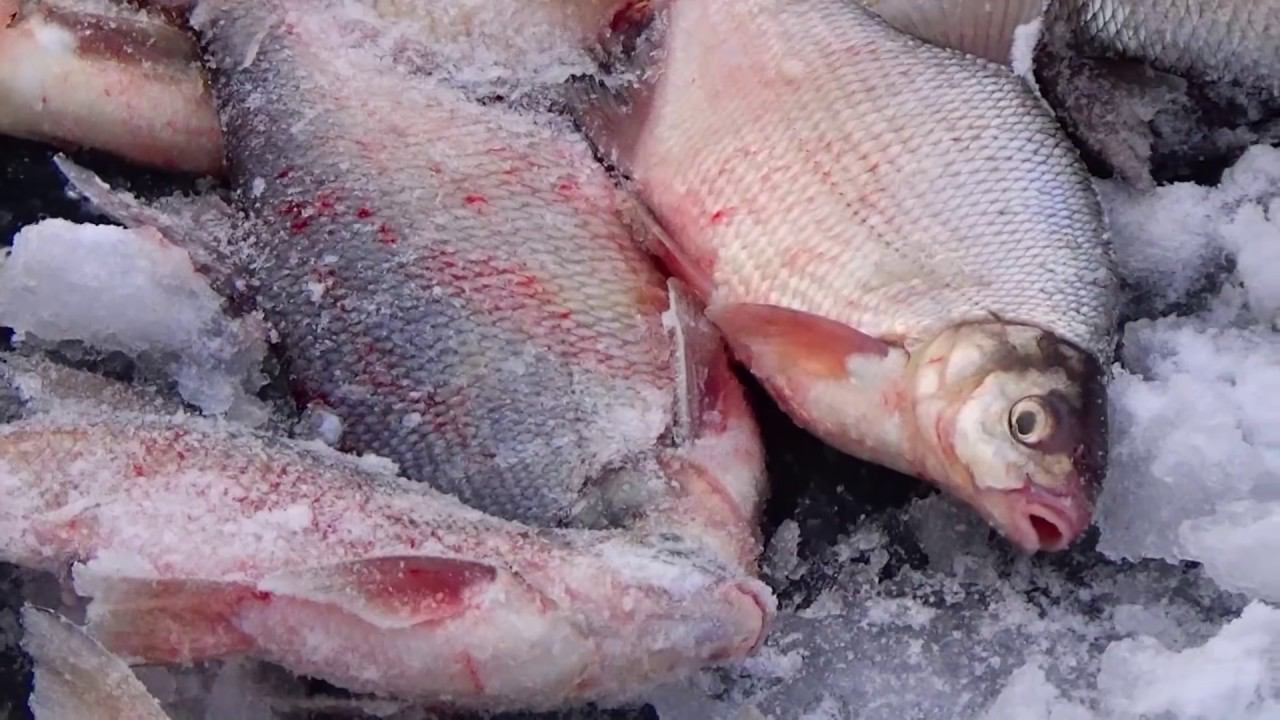 Ловля ЛЕЩА зимой / Рыбалка, которая остаётся в памяти навсегда! смотреть онлайн